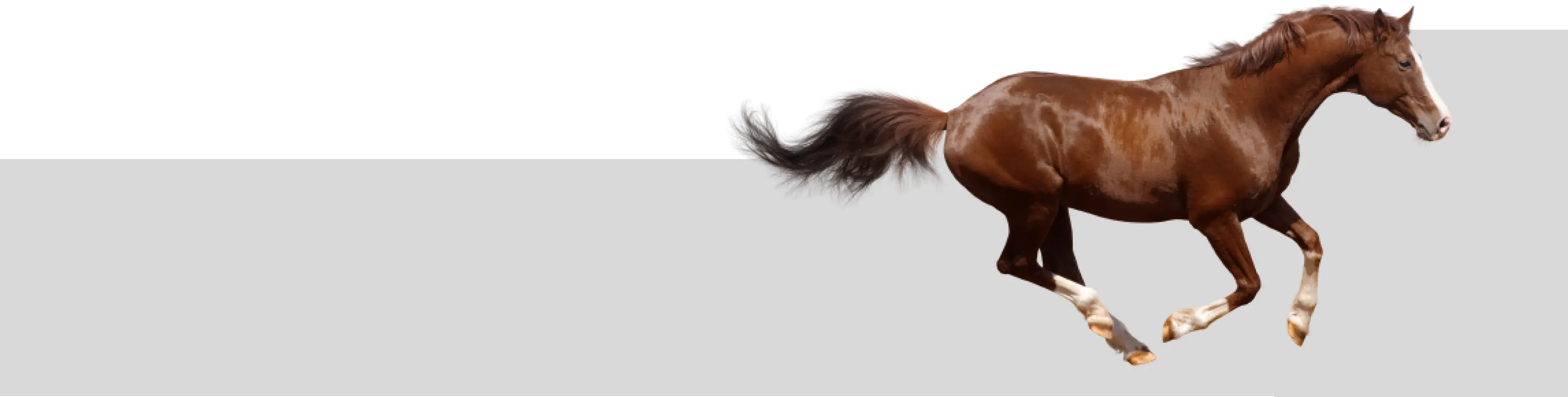 Crown Ribbon — galloping performance horse